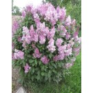 Photo Courtesy of Bron & Sons Nursery Co.