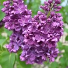 Image Courtest McKay Nursery