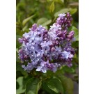 Hope Lilac
