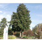 GLENLEVEN LINDEN ©photo by ArborTanics inc.