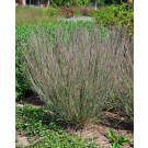 Photo Courtesy of Bailey Nurseries Inc.