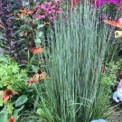 Prairie Munchkin Little Bluestem