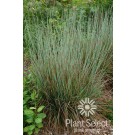 Photo Courtesy of Plant Select®