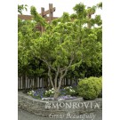 Photo Courtesy of Monrovia