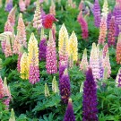 Photo Courtesy of Walter's Gardens, Inc.