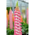 Photo Courtesy of Westcountry Nurseries