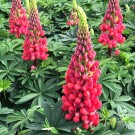 Red Rum Lupine