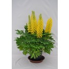 Lupine, Staircase™ Yellow