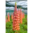 Photo Courtesy of Westcountry Nurseries 