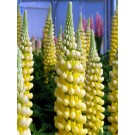 Photo Courtesy of Ball Horticultural Company