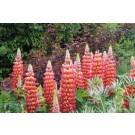 Photo Courtesy of Ball Horticultural Company