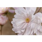 Photo Courtesy of Bailey Nurseries Inc.