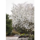 Photo Courtesy of Monrovia
