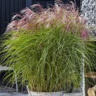 Photo Courtesy of Concept Plants