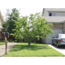 FLAME GINNALA MAPLE -Clump  ©photo by ArborTanics inc.