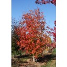 Photo Courtesy of Blue Heron Farm