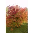 Photo Courtesy of Bailey Nurseries Inc.
