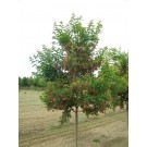 Photo Courtesy of Bailey Nurseries Inc.