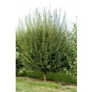 Jade Patina Variety - Photo Courtesy of Bailey Nurseries Inc.
