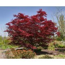 Photo Courtesy of Iseli Nursery