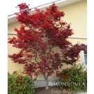 Photo Courtesy of Monrovia