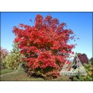 Photo Courtesy of Iseli Nursery