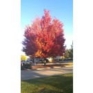 Autumn Blaze Maple ©ArborTanics Inc.