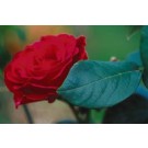 Rose, Mister Lincoln