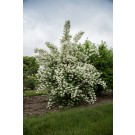 Photo Courtesy of Bailey Nurseries Inc.