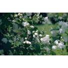 Mockorange, Snow Dwarf