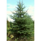 White Spruce
