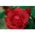 Rose, Morden Fireglow