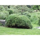 Mughus Dwarf Mugho Pine...©photo ArborTanics Inc.