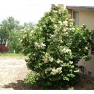 Nannyberry Viburnum...©photo ArborTanics Inc.