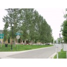 NARROWLEAF COTTONWOOD-Longmont, Colorado ©photo ArborTanics Inc.