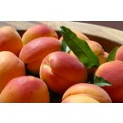 Nectarine, Fantasia