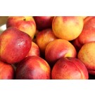 Nectarine, Flavortop