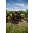 Photo Courtesy of Bailey Nurseries Inc.