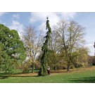 UPRIGHT WEEPING NORWAY SPRUCE ©photo ArborTanics Inc.