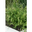 Photo Courtesy of Bailey Nurseries Inc.