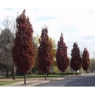 SCARLET LETTER® / CRIMSON SPIRE® OAK (high branched for streetscape) ©photo David Spahn