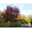 Photo Courtesy of Bylands Nurseries Ltd.