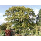 RED OAK ©photo by ArborTanics inc.