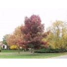 WHITE OAK ©photo ArborTanics Inc.