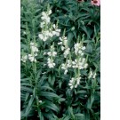 Photo Courtesy of Bailey Nurseries Inc.
