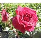Oklahoma Rose© photo ArborTanics Inc