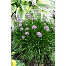 Photo Courtesy of Bailey Nurseries Inc.