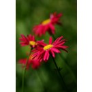 Painted Daisy, James Kelway 