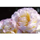 Rose, Peace Yellow