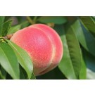 Peach-Generic